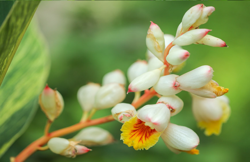 芒种